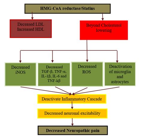 Fig. 3: Statins mechanism for attenuation of NP