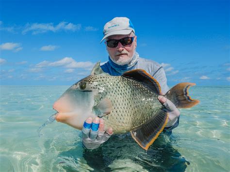 Image result for Catching Triggerfish