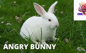 Image result for Angry Bunny Rabbit