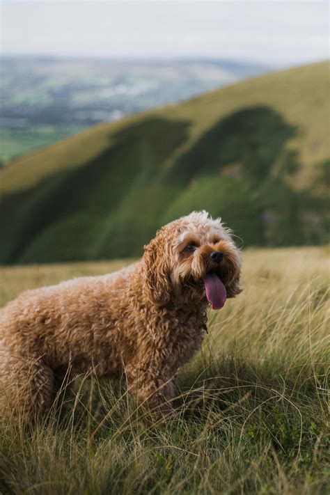 Image result for Cockapoo Dog