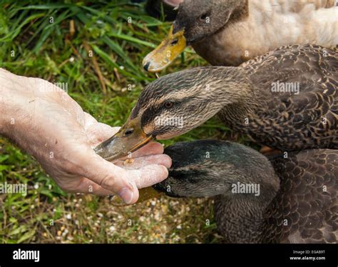 Can Ducks Eat Cracked Corn - EMSEKFLOL.COM