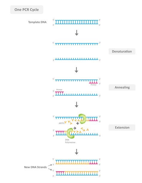 PCR Process 的图像结果