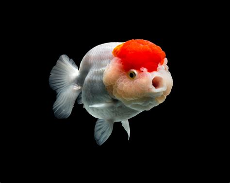 Chinese Fish Species