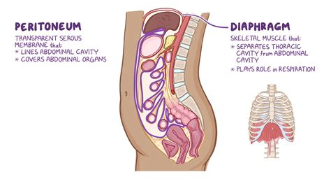 Peritoneum Anatomy