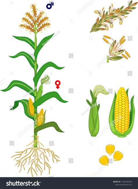 Parts Plant Morphology Corn Maize Plant : image vectorielle de stock ...