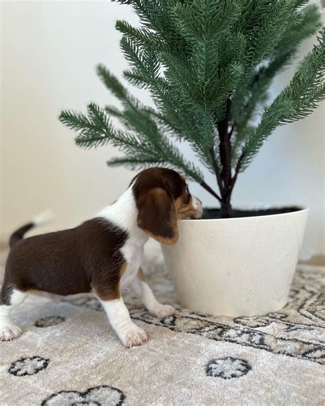 Olde English Pocket Beagle Puppies
