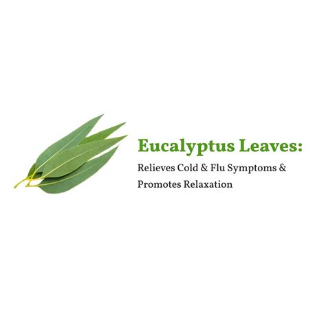 Eucalyptus Tea|White Tea Online India|Silver Needle Tea|Lemon Tea ...
