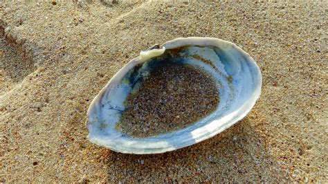 Image result for WinShell Clam