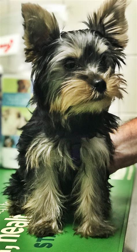 Pet Gallery Broad River Animal Hospital