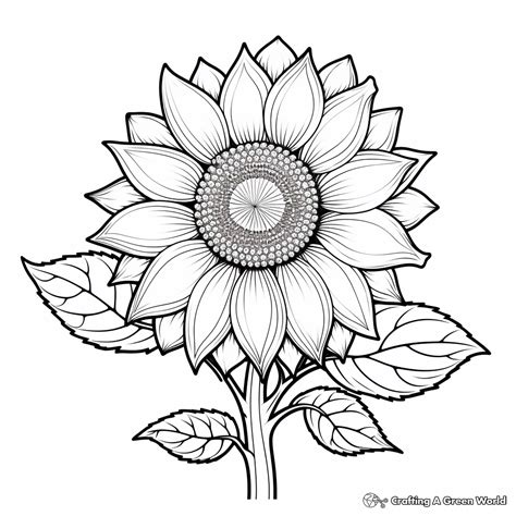 Sunflower Coloring Page