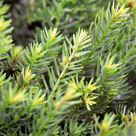 22 Best Shrubs for Shade That Thrive Without Much Sun | Shade shrubs ...