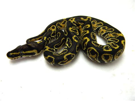 Image result for Leopard Yankie Ball Python