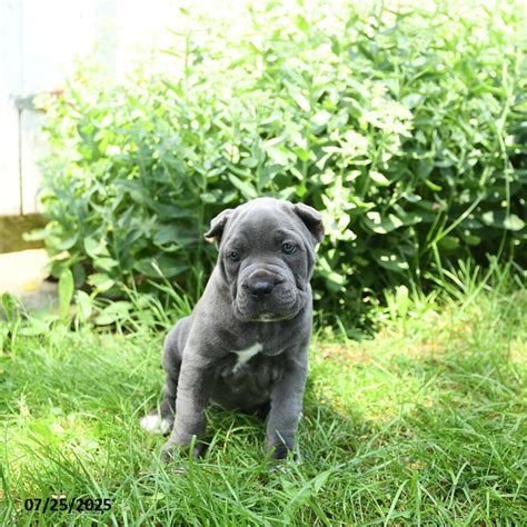 Image result for Patsy Cane