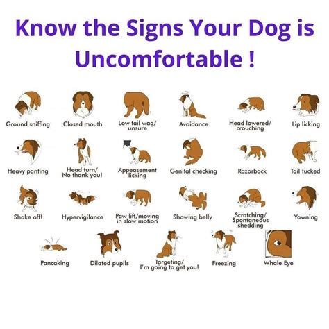 Pin on Dog love