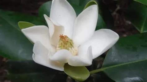 Plant Species Not Useful To Humans Will Be Extinct Soon, Warns Study