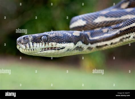 Image result for Coastal Carpet Python Colours