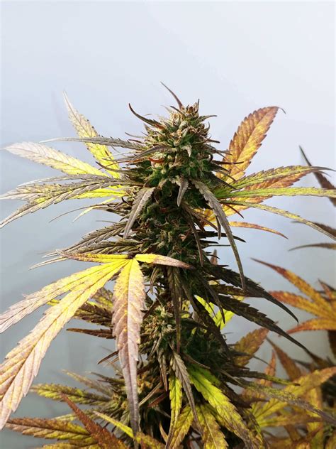 9LB Hammer | PONO Seeds