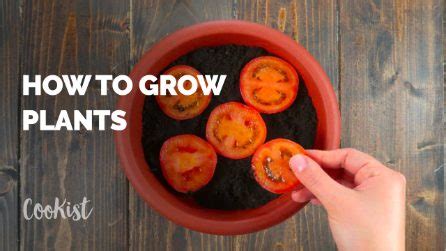 Image result for Egg Shell Recycle