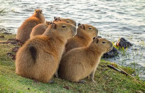 Capybara 2025: Incredible Facts, Habitat, Diet & More