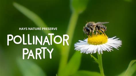 Pollinator Party , Hays Nature Preserve, Owens Cross Roads, 18 June ...