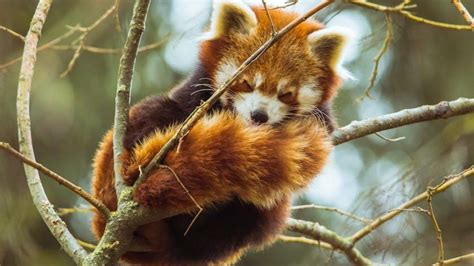 Panduan Mempertahankan Habitat Panda Merah