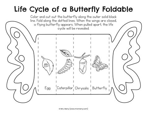 Buy Foldable Butterfly Life Cycle Printable Online in India - Etsy