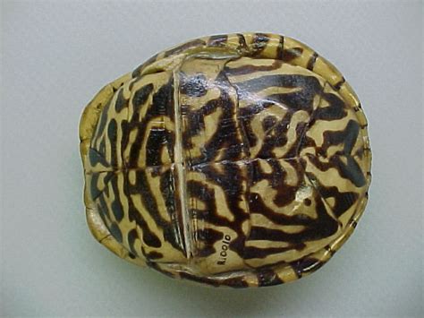 Image result for Ornate Box Turtle Shell