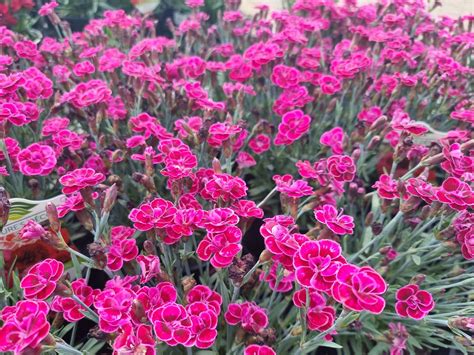 Dianthus caryophyllus | Wholesale Nursery - Nurseries in Melbourne ...
