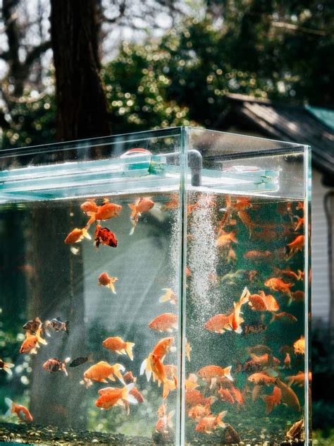 Hangzhou West Lake Painted Boat Cruise + Tea Tasting + 1-Hour ...