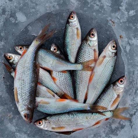 Oi Food - Fish, Meat, Vegetables home delivery in Siliguri