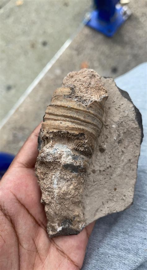 My big weathered horn coral with some tiny crinoid stalks. Where else ...