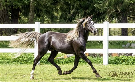 Rocky Mountain Horse Facts at George Ashcraft blog