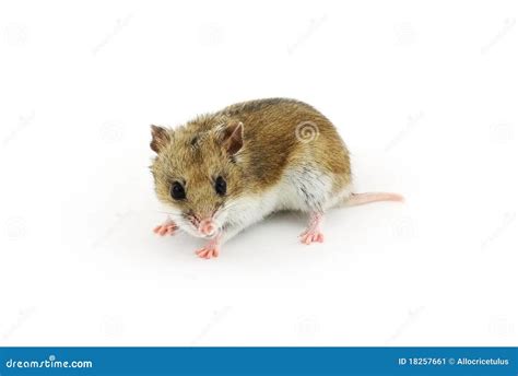 Java Hamster Simulator 的图像结果