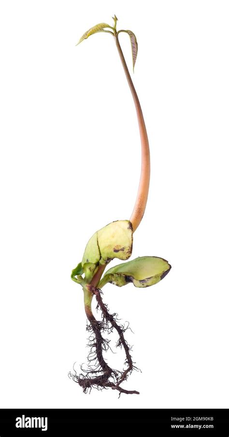 Image result for Mango Sprouting