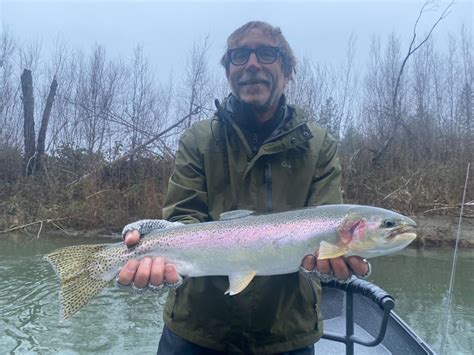 Trinity River Fish Report - Trinity River - Trinity River steelhead ...