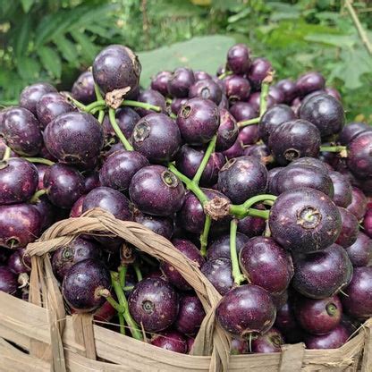 Gowak Fruit Plant (Syzygium polycephalum) – veliyathgardens