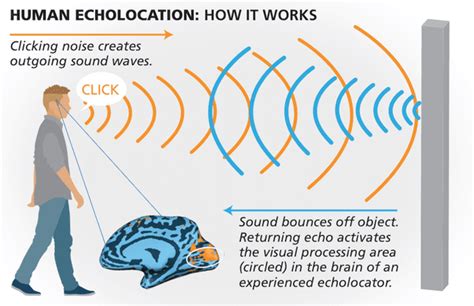 Image result for How Does Echolocation Work