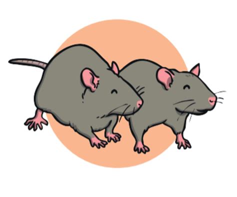 The Pied Piper | Fairy Tale Wiki | Literacy | Twinkl | NZ