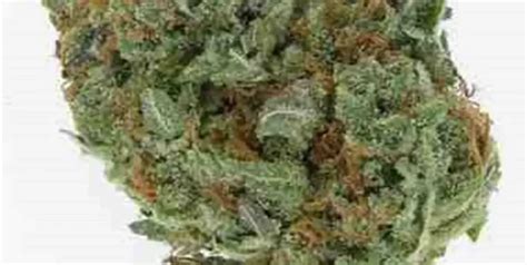 Image result for Alien OG Facts