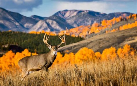 🦌Arkansas Deer Season 2025-2026 [Schedules, Licenses, Bag Limits & More!]