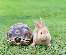 Image result for Turtle Bunny