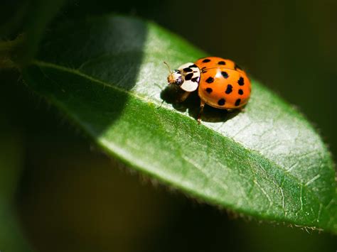 Ladybug Meaning: Symbolism, What Their Colors Represent - Parade