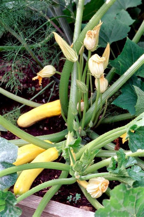 9 Squash Companion Plants for a Thriving Harvest