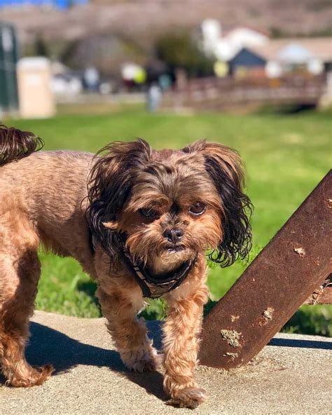 Is the Shih Tzu Yorkie Mix the Right Dog For You? - K9 Web