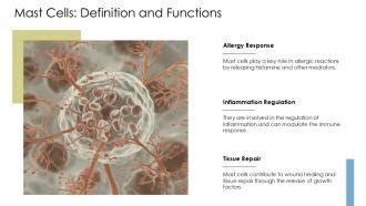 Image result for Mast Cells Explained