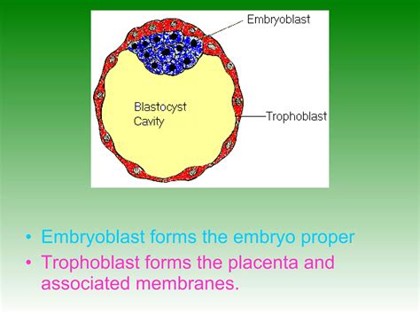 Image result for Placenta Development Stages