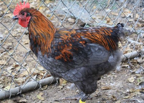 Blue Copper and Splash Copper Marans Discussion | Page 4 | BackYard ...
