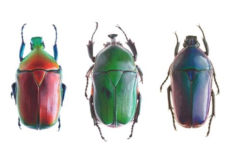 Image result for Insect Removal From Humans