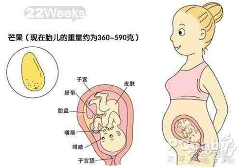 怀孕胎儿发育图片欣赏_怀孕1一10个月发育图_微信公众号文章