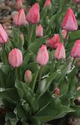 Image result for Spring Bunnies and Flowers
